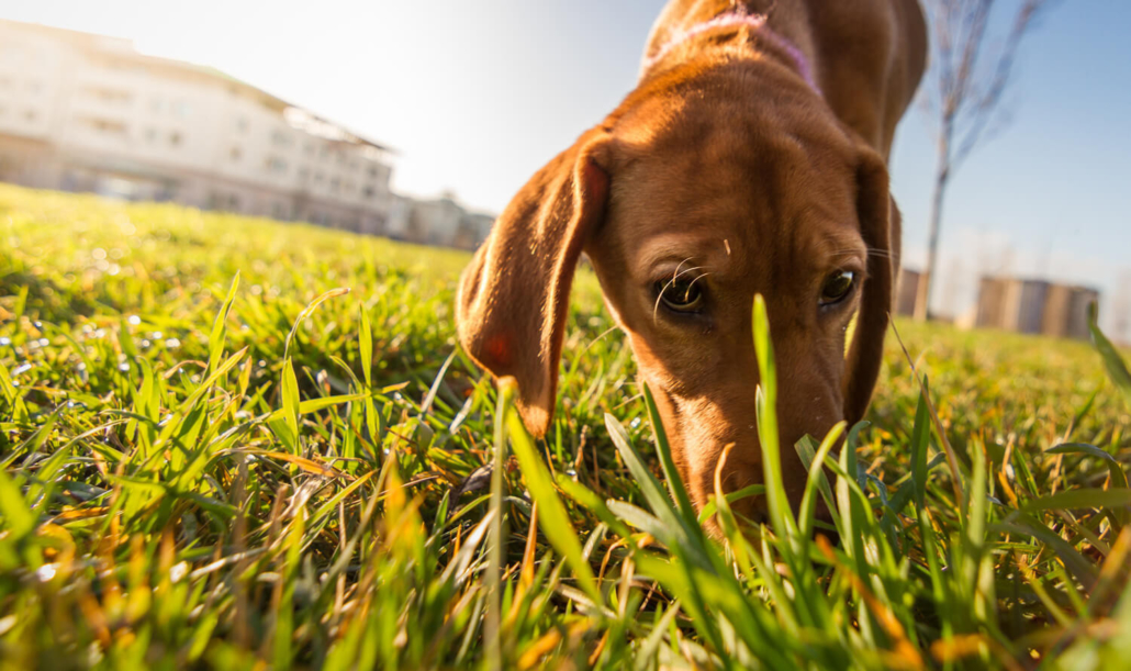 La ricerca olfattiva nella riabilitazione comportamentale del cane.