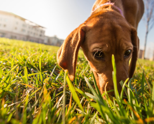 La ricerca olfattiva nella riabilitazione comportamentale del cane.