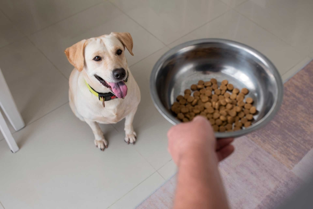 Il cibo è emozione anche per i cani